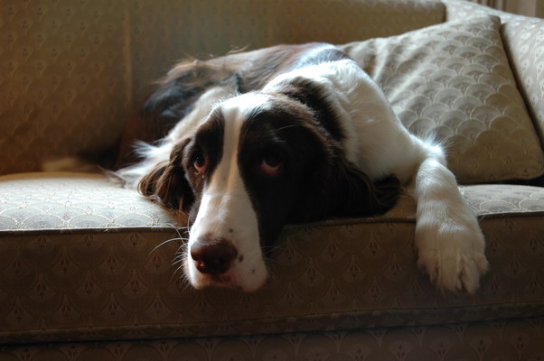 Our Dog Tom